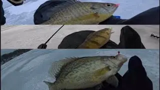 Multi Species Ice Fishing