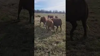 Cow and Heifer Rodeo #cattleranching #cow #cattleranch #farmlife #southpollcattle