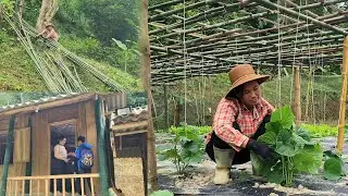Single Mom Builds the Perfect Bamboo Cucumber Trellis.DANG THI DU 