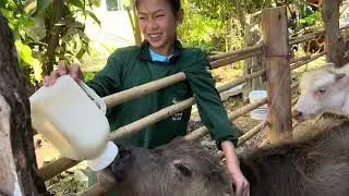 ป้อนนมกะลำเอียงธิดาลาว