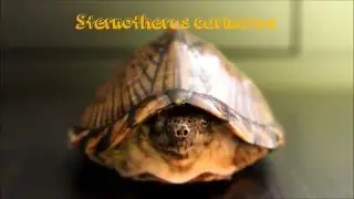 Ficha de cuidados tortugas : Kinosternon Baurii - Sternotherus carinatus