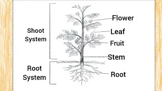 Parts of a Plant Diagram Drawing with Labels | Easy Plant Parts Diagram Science Project