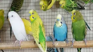 12 hour Joyful Budgie Sounds | Happy, Natural Birdsong