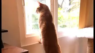🐾MEERKAT IN THE HOUSE🐾