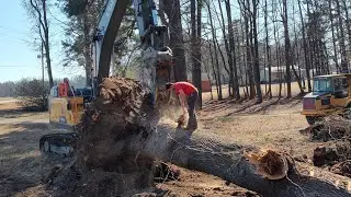 No Room For Error! Massive Trees With Power Lines And A Road!
