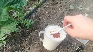 Само 3 съставки за БЪРЗ растеж и Много богата реколта | Как да ускориш растежа за двойна реколта!