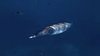 Diving the Seychelles: Praslin, La Digue, Mahé
