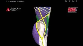 The Lateral Line
