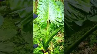 pruning large taro leaves in the forest #shorts