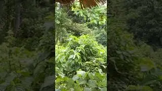 Jorhat sukafa udyan😊😍 beautiful place