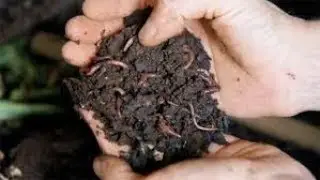 USANDO ESTERCO CURTIDO NO MINHOC&Aacute;RIO PARA GERAR HUMUS