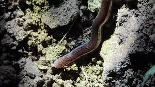वाळा साप, अंधा सांप, Blind Snake