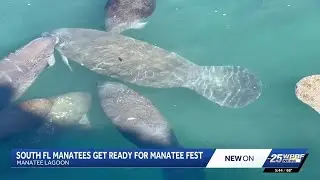 Over 200 manatees came to warm up at the Manatee Lagoon
