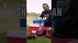 Working line German Shepherd PUPPIES! | Shield K9 | #shorts #puppylove
