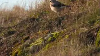Male Wheatear