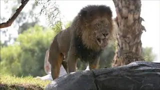 🦁Lion Got Elephant Poop!💩🐘 ~ San Diego Zoo Safari Park ~ 10/17/2020