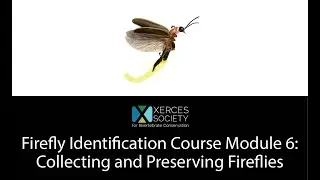 Firefly Identification Course Module 6: Collecting and Preserving Fireflies
