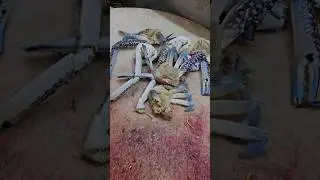 Crab Cutting Skills #shorts #collection