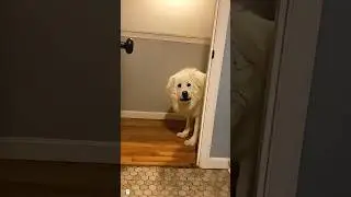 Funny Great Pyrenees moment🐶😂#dog #funny #funnyvideos #foryou #doglife #animals#pets #haha #usa