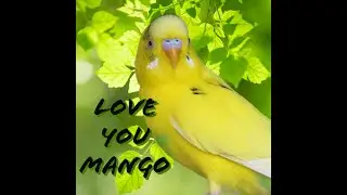 My Adorable Budgie Mango | Happy Budgie singing | talking budgie #parakeets #birds #budgies