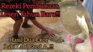Memburu Labi Labi Di Tahun Baru Dapat Hasil Yang Memuaskan!!!