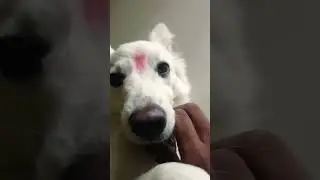Dont😱 look his cute face😗 #sdhouse #dog #doglover #dogbarking