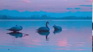 Three Swans Live Video Wallpaper