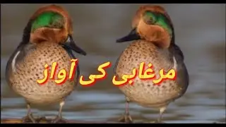 Teal Duck Sound | Teal Duck Sound For Hunting 2022 |