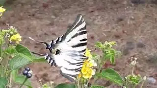 Парусник подалирий (Iphiclides podalirius)