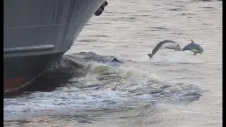 DOLPHINS SURF ON ABERDEEN HARBOUR