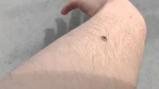 Yet another Salticus Scenicus being cute