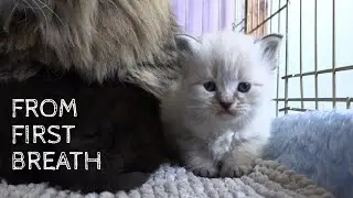 Watch how baby kittens grow from birth to adult.