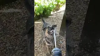 Dog LOVES Water Hose! Wait for the slow-mo 😂 #Clipmunk Sub for DAILY Shorts!