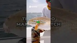 Triple Redfish Action and a Massive Tripletail 🎣 #Shorts #Fishing #OceanLife #Nature