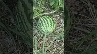 Представляете? Анекдот 😁
