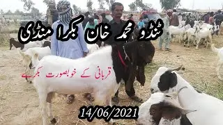 Tando Muhammad Khan bakra Mandi.... #Qurbani _k_bakre_2021 #biggast_goats #heavy_weight_goats_2021