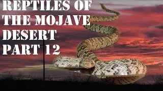Reptiles of the Mojave Desert Part 12 The Lyre Snake