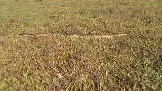 Rock python Ultapani reserve Forest..