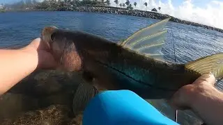 Sight Fishing Snook In Florida