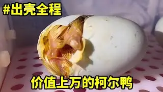 出壳全过程：价值上万的柯尔鸭出壳过程，第一眼都被它萌到