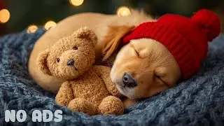 12 Hours Soft Calming Music for Dogs 🎵 The Most Relaxing Playlist for Pets 🐶 No Ads