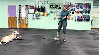 Ethan-Loose Leash Walking Info & Equipment/Gear, Leash Pressure, Set up your Dog for Success, Front 