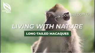 NParks Wildlife Advisory: Long-tailed Macaques