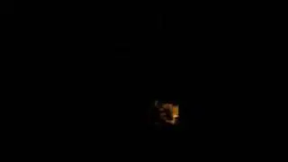 Red  Tailed Fox screaming