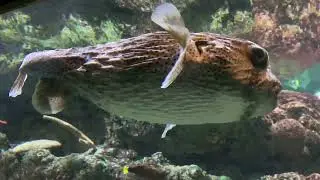 Seattle Aquarium