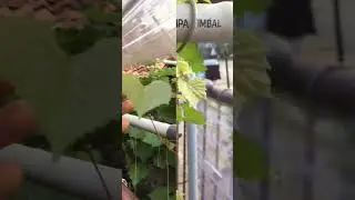 PERBEDAAN BENTUK CLUSTER ANGGUR JUPITER MENGGUNAKAN ROOTSTOCK SO4 #anggurjupiter #so4