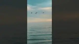 Beautiful swans flying over the ocean #swan #blessed  #wonders #swans