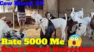 Bakra Mandi Hyderabad | Munasif Dam | Narejo goat farm