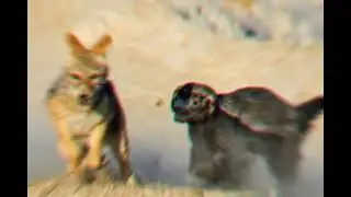 Honey Badger | hunt | forest Life