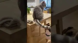 cachorro morde rabo do gato #cat #amazingmemes #funny #piadasrapidas #pets #piadascurtas